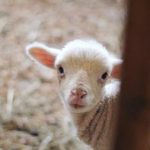 博狗平台的热门游戏推荐与玩法解析 q4q31