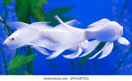 参与龙博娱乐活动:赢取丰厚奖励的最佳策略分享