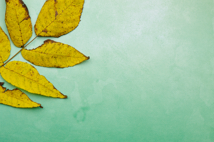 和记在社会责任方面的贡献与可持续发展实践